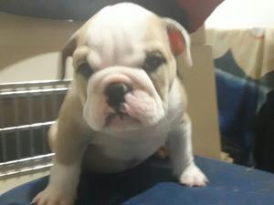 Bulldog Ingles Disponible