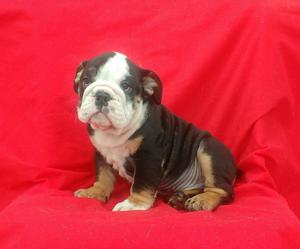 Cachorro Bulldog Ingles