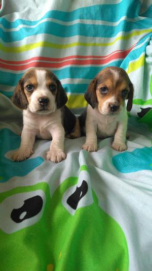 Cachorros Beagle Tricolor Disponibles