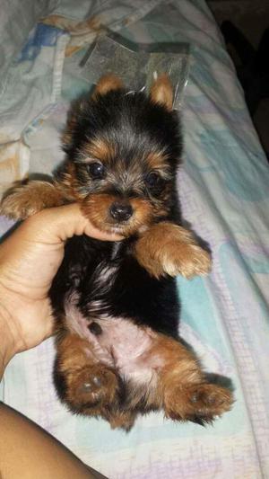 Cachorros Yorkshire Terrier