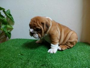 Cachorros de Bulldog Ingles