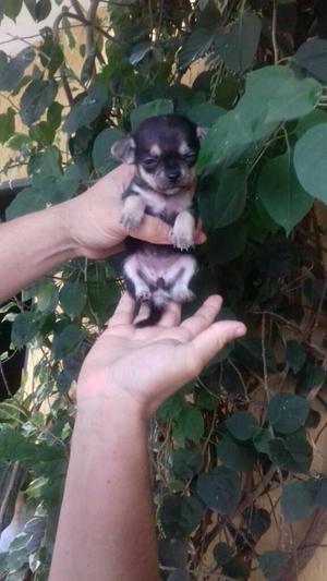 Chihuahua Hermoso Y Tierno