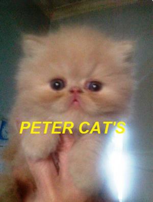 Criadero de Gatos de Persas Y Angoras