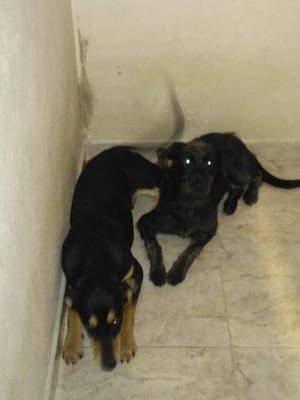 Doy Dos Perros para Dar en Adopción Cach