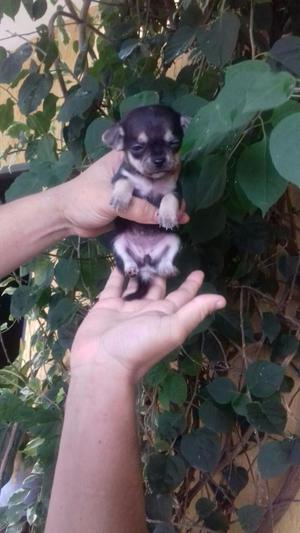 Encantador Chihuahua