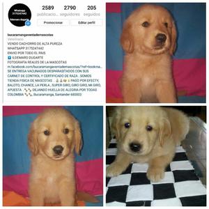 Encantador Golden Retriver Color Dorado