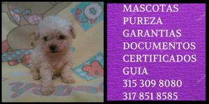 French Poodle Cachorrito de la raza Vacunas Certificados