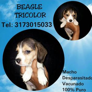 Hermoso Beagle Tricolor