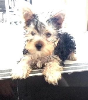 Hermoso Perrito Yorkie