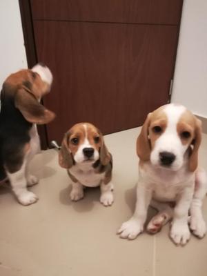 Hermosos Beagle