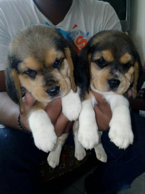 Hermosos Beagles Disponibles