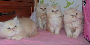 Hermosos gatos persas