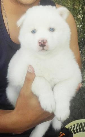 Loba Husky siberiana blanca ojo azul