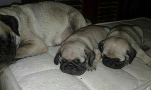 Machos Raza Pug Color Arena