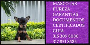 Mini Pinshcher Cachorrito de raza Vacunas Certificado Pureza