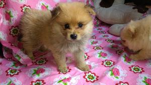 Pomeranias en Venta