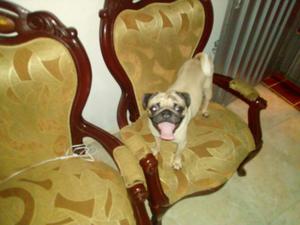 Pug Carlino Busca Novia