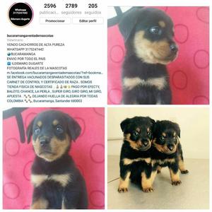 Rottweiler Linea Alemana