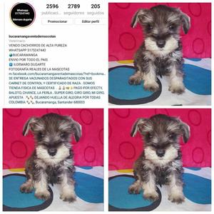 Schnauzer Muy Traviesos Y Juguetones