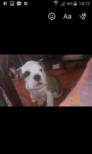 Se Vende Hermoso Dog Buldog Ingles