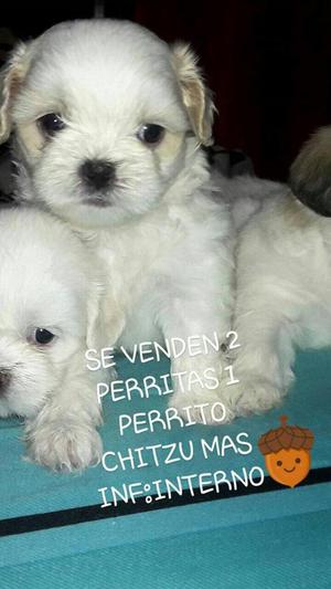 Se Vende Perritos Schizud