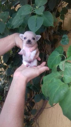 Tierno Chihuahua