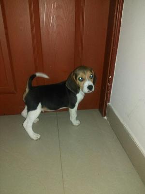Vendo Cachorro Beagle Tricolor
