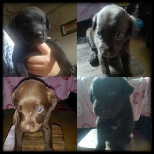 Vendo Labradores Macho Y Hembra