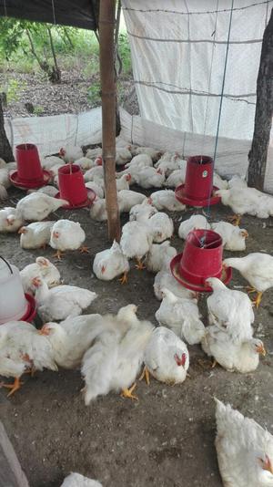Vendo Pollos Casi Criollos a  La Lib