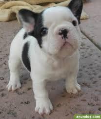 bulldog frances hermosos bulldog frances