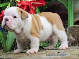 bulldog ingles hermosos cachorros ingles bulldog