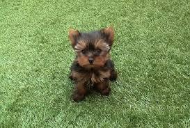 cachorros yorki miniatura terrier