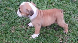 hermosos cachorros bulldog ingles