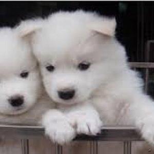 samoyedo en adocion