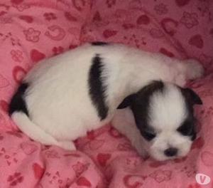 Vendo hermosos cachorros Shitzu 100% de raza