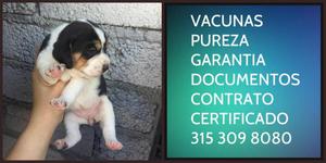 Beagle cachorro Puro Garantizado Vacunado Certificado