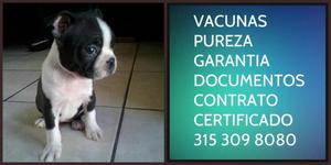 Boston terrier Cachorro Vacunas Pureza Garantia Documentado