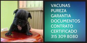 Bull Frances Dog Negro Puro Garantia Certificado Vacunas