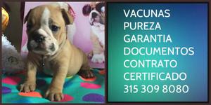 Bulldog Ingles Puro Certificado Contrato de venta Pureza