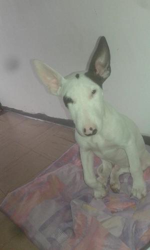 Bullterrier