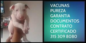 Bullterrier Cachorro Vacunado Desparasitado Contrato de