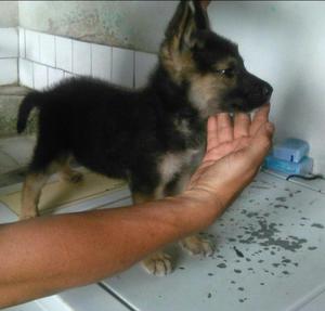 Cachorro Pastor Alemán