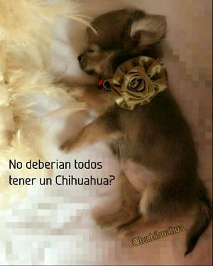 Chihuahuas en Colombia Pelo Largo