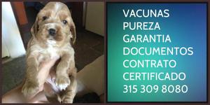 Cocker spanish Garantia Documentos Vacunas certificado