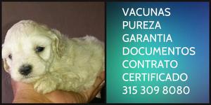 French Poodle Mini Cachorrito Garantia Vacunas Documentos