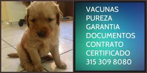 Golden raza Retriever Puro Garantizado vacunado certificado