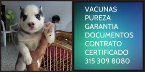 Husk Lobo Cachorro Garantia Puro certificado
