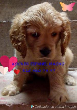 Kocker Spaniel