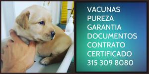 Labrador retriever cachorro vacunas pureza Garantia