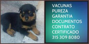 Rottweiler Cachorro Vacunado Certificado Puro Garantizado